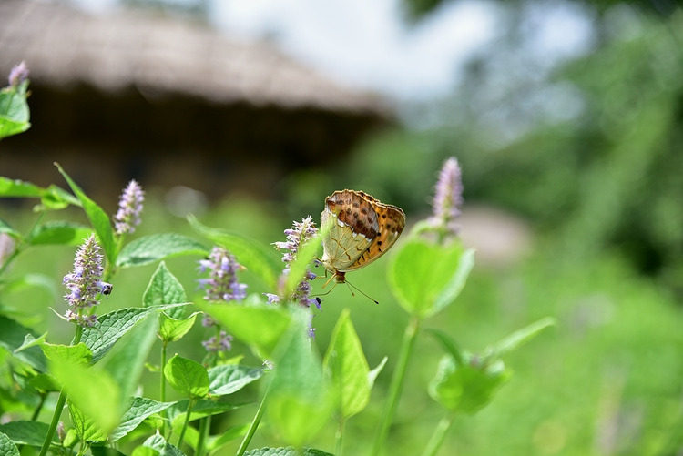 흰줄표범나비 배초향 DSC_0855.jpg