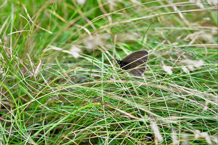 가락지나비 DSC_0973.jpg