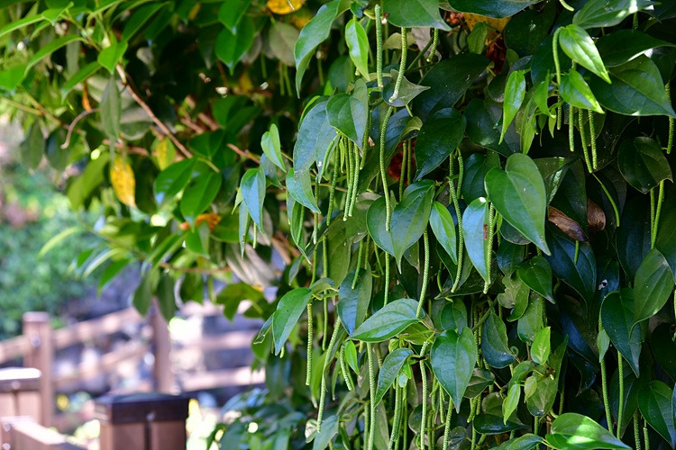 후추등  DSC_8324.jpg