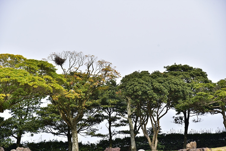 까치집과 까치 DSC_7773.jpg