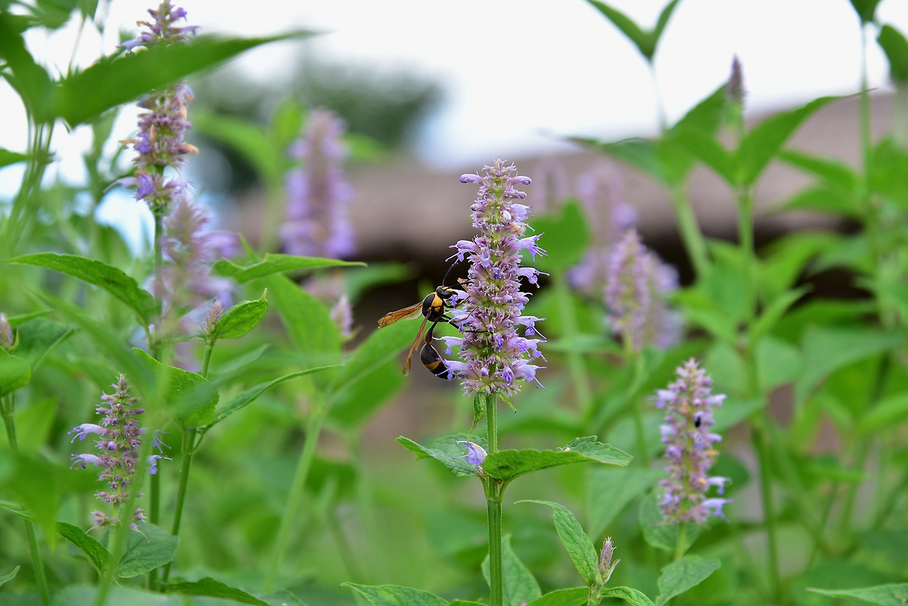 호리병벌 배초향 DSC_0847.jpg