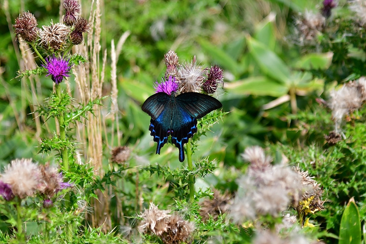 제비나비  바늘엉겅퀴 DSC_6253.jpg