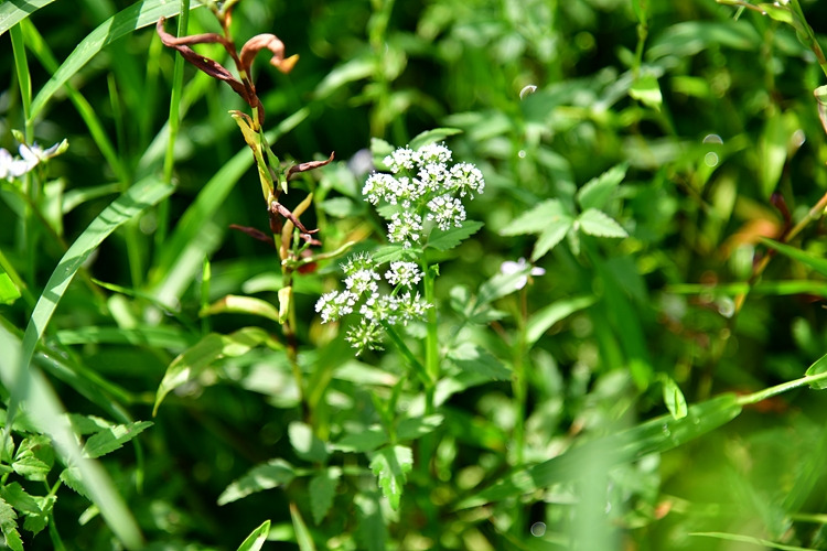 미나리 DSC_6655.jpg