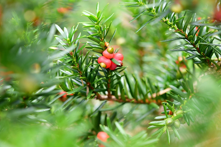 주목 열매 DSC_5168.jpg