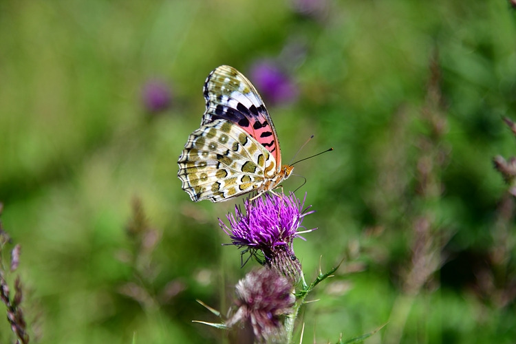 암끝검은표범나비  바늘엉겅퀴 DSC_5033.jpg
