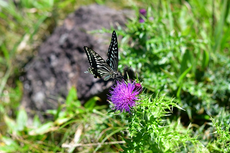 호랑나비  바늘엉겅퀴  DSC_2056.jpg