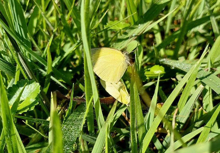 극남노랑나비 짝짓기 20240831_091657.jpg