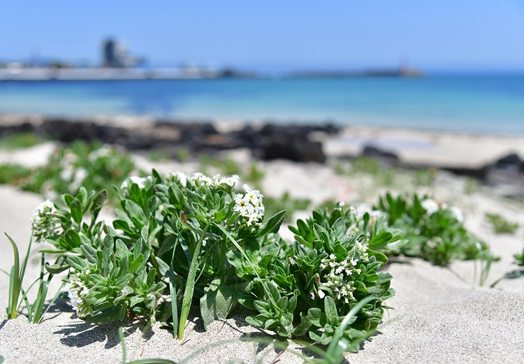 모래지치 DSC_8044.jpg