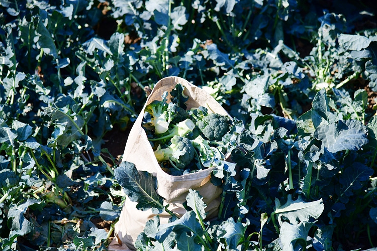 브로콜리 수확 DSC_1820.jpg