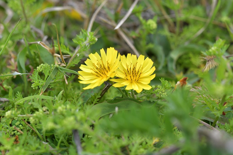 씀바귀 DSC_7101.jpg