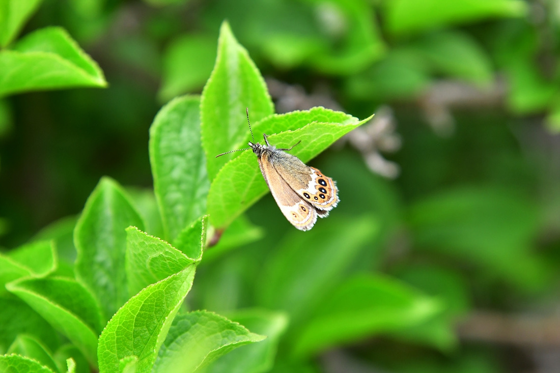 도시처녀나비 DSC_9488.jpg