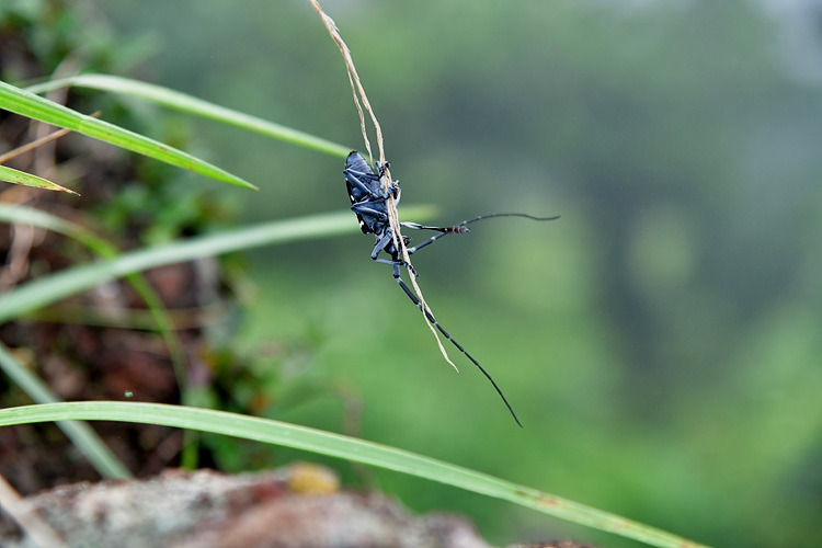 알락하늘소   DSC_0125.jpg