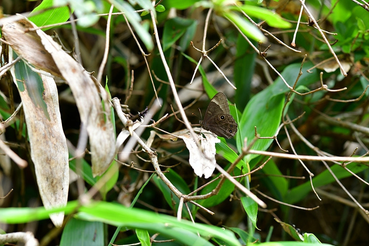 먹그늘나비 DSC_0841.jpg