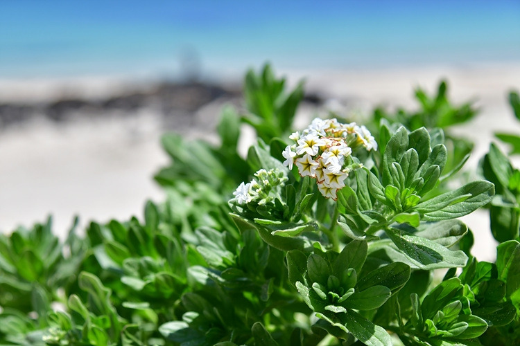 모래지치 DSC_8041.jpg