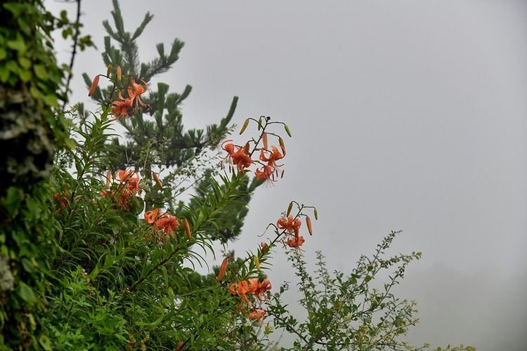 참나리 DSC_0017.jpg