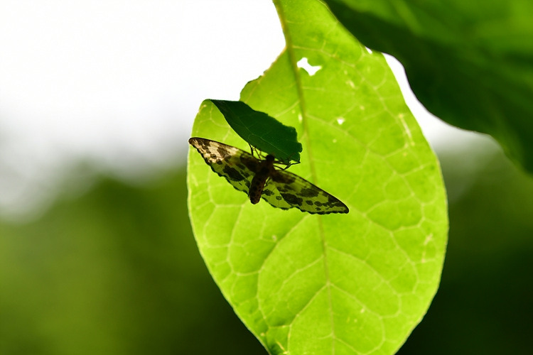 애기얼룩가지나방  DSC_8639.jpg