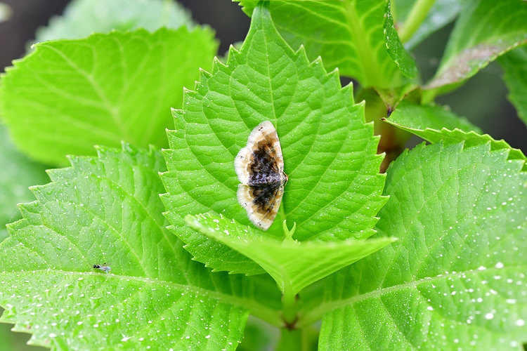 보라애기가지나방  아부오름 DSC_7483.jpg