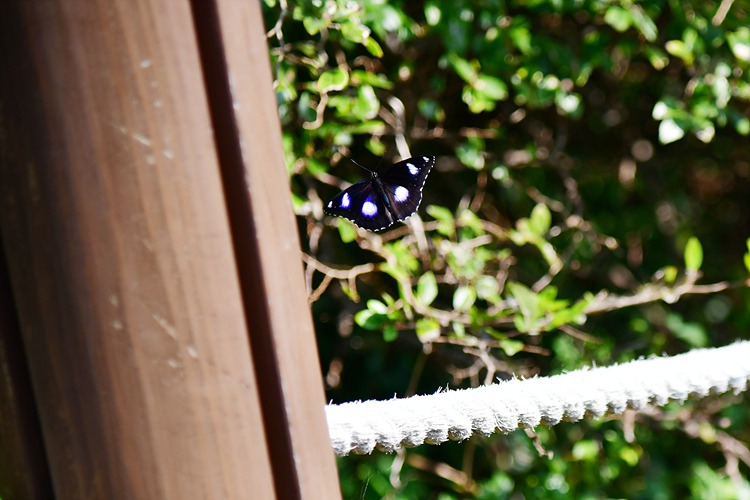 남방오색나비 DSC_8492.jpg