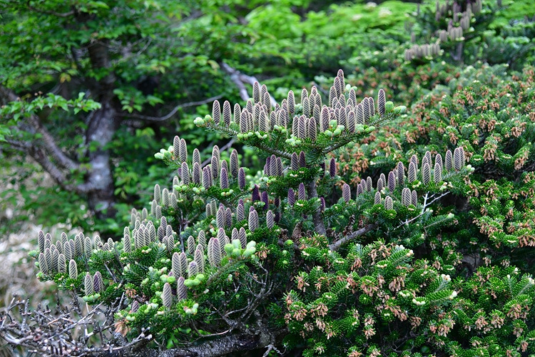 구상나무 열매 DSC_9753.jpg