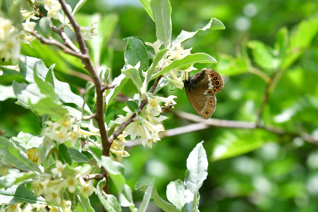 도시처녀나비 보리수나무 DSC_9664.jpg