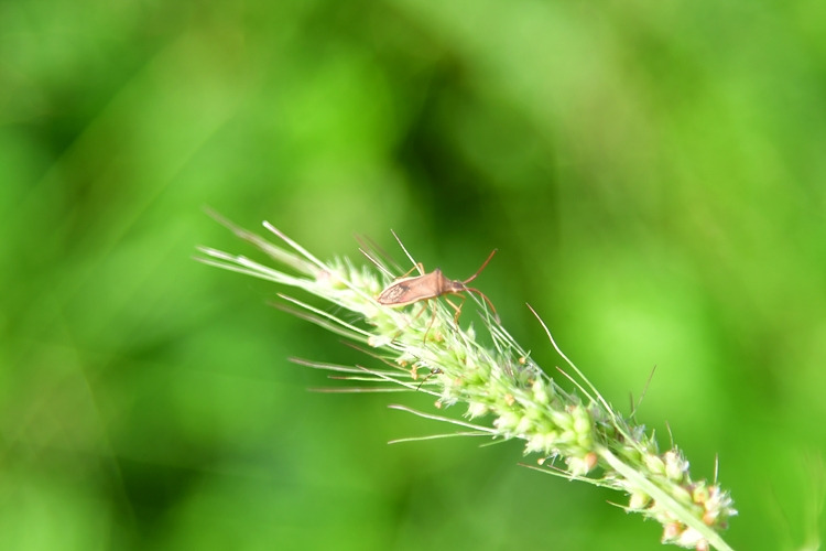 시골가시허리노린재 DSC_6637.jpg