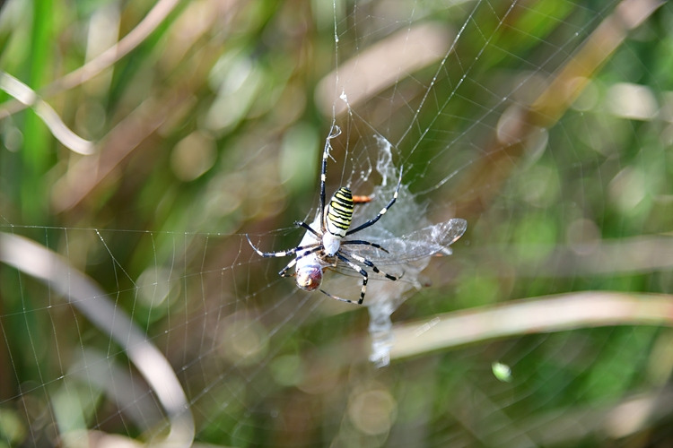 긴호랑거미 된장잠자리 사냥 DSC_6516.jpg