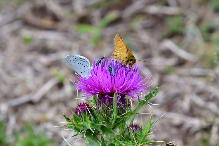 푸른부전나비  유리창따들썩팔랑나비  바늘엉겅퀴 DSC_3178.jpg