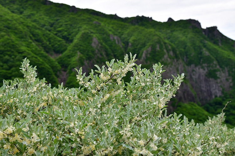 보리수나무  DSC_9683.jpg