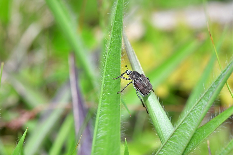 주황긴다리풍뎅이 DSC_0950.jpg