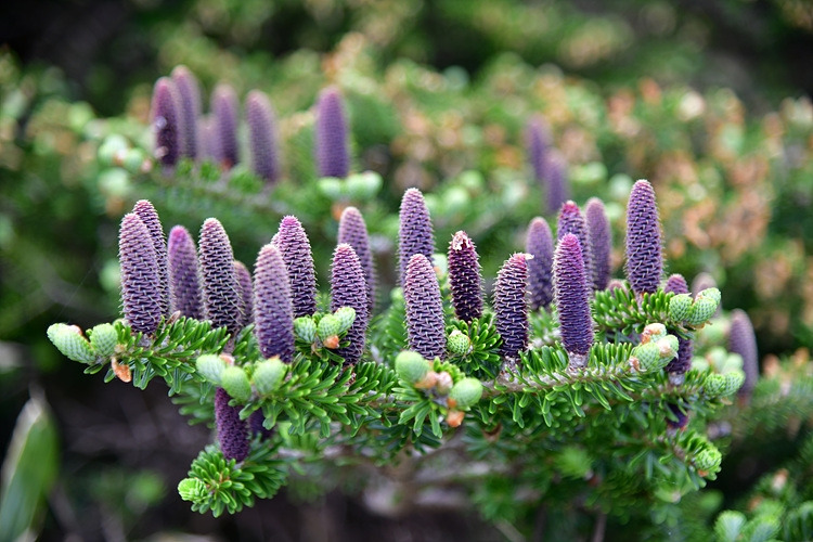 구상나무 열매 DSC_9884.jpg