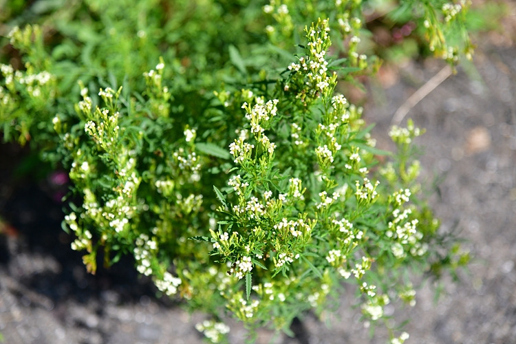 만수국아재비 DSC_8383.jpg