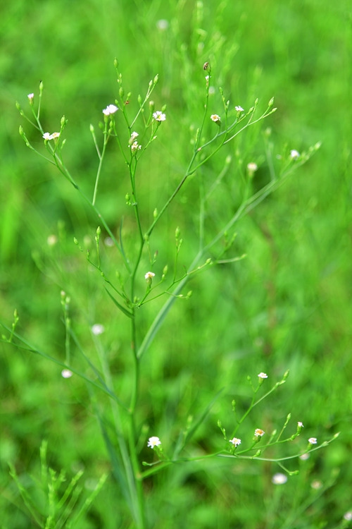 큰비짜루국화 SC_6630.jpg