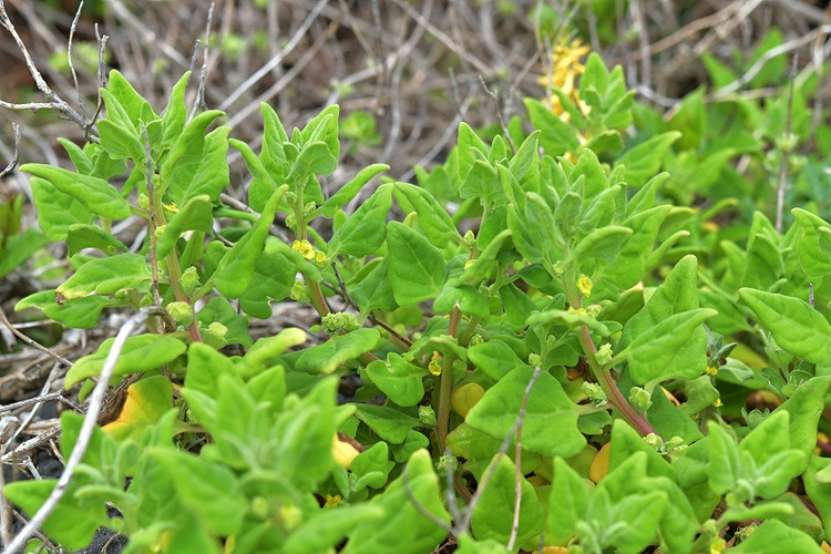 번행초 DSC_7106.jpg