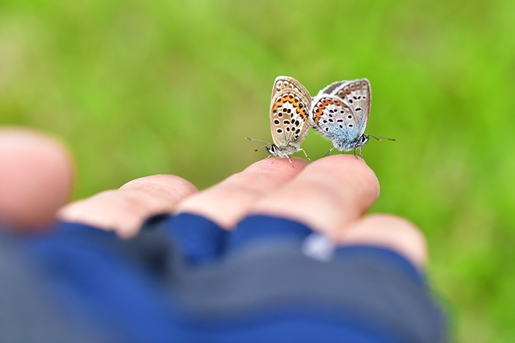 산꼬마부전나비  짝짓기 DSC_0864.jpg