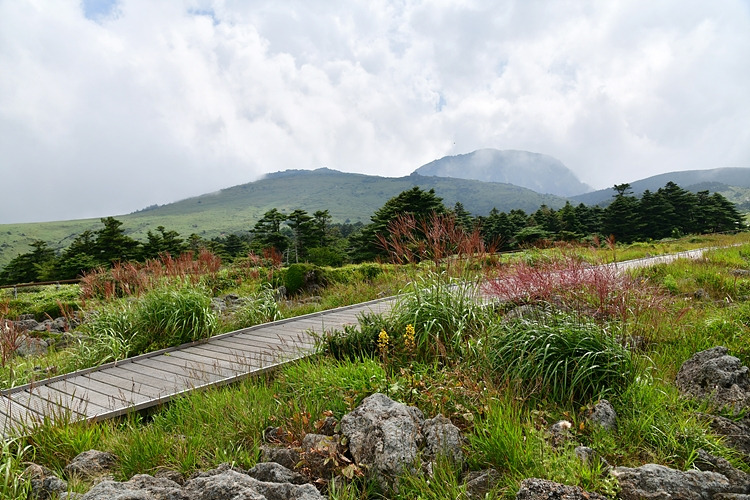 어리목탐방로  억새 DSC_6282.jpg