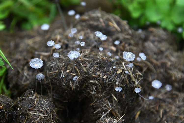 흰가루두엄먹물버섯 DSC_0391.jpg