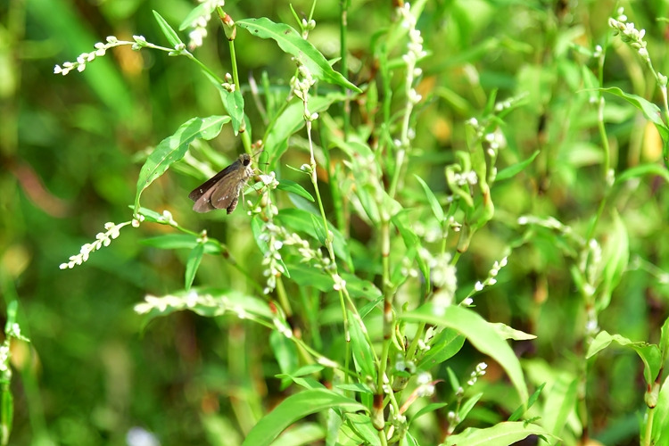 줄점팔랑나비  꽃여뀌 DSC_6664.jpg