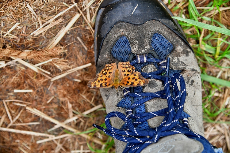 네발나비 신발 흡즙 DSC_0039.jpg