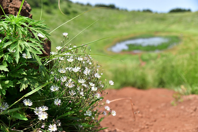 선씀바귀 금오름 배경DSC_8653.jpg