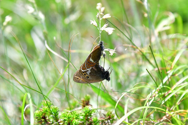 도시처녀나비  짝짓기  DSC_1129.jpg