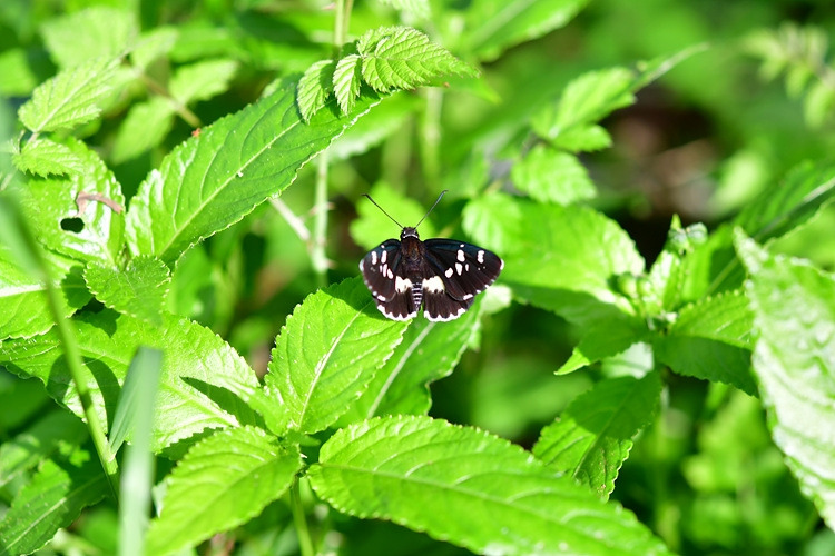 왕자팔랑나비  DSC_8655.jpg