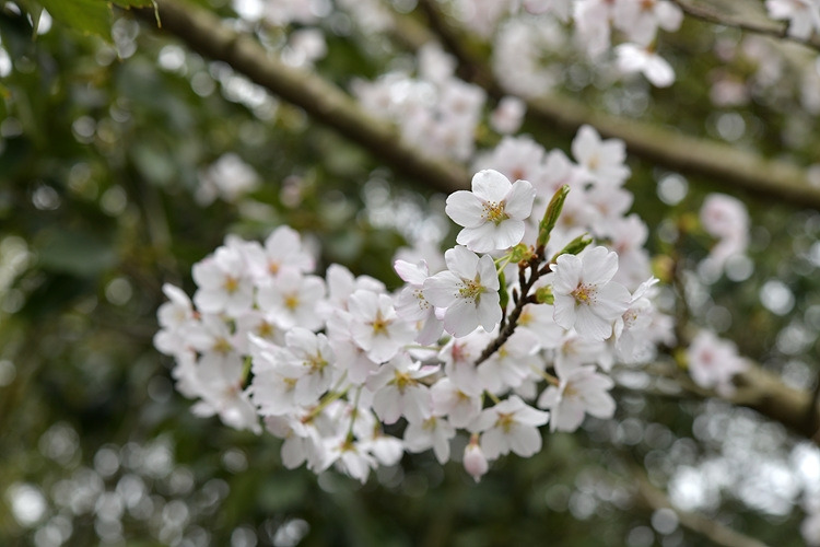 왕벚나무 꽃 DSC_6853.jpg