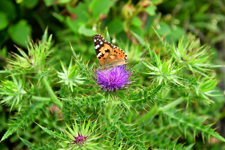 작은멋쟁이나비  바늘엉겅퀴  DSC_3797.jpg