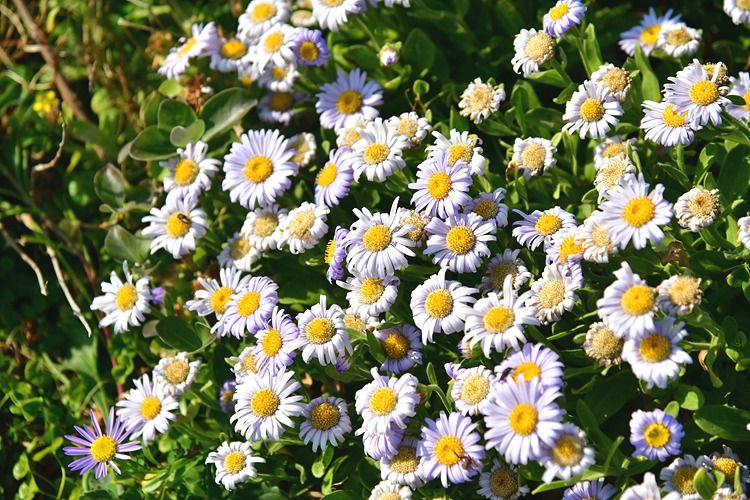 갯쑥부쟁이 DSC_1379.jpg