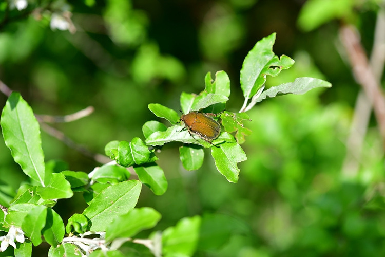 참꽃무지 추정  DSC_8749.jpg