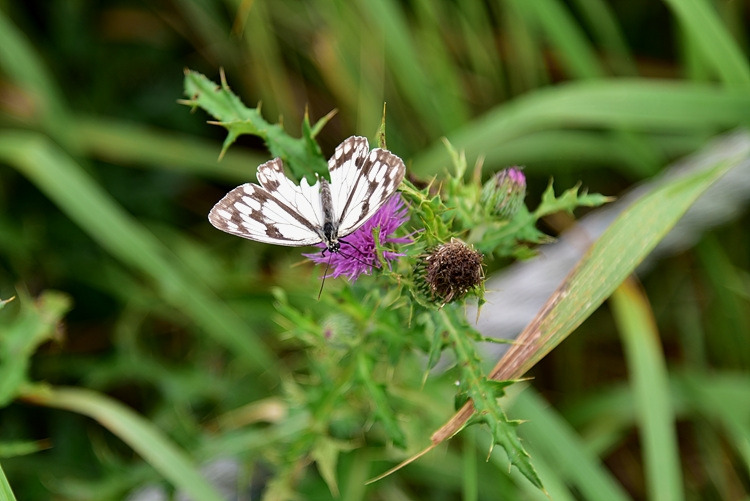 흰뱀눈나비 DSC_0761.jpg