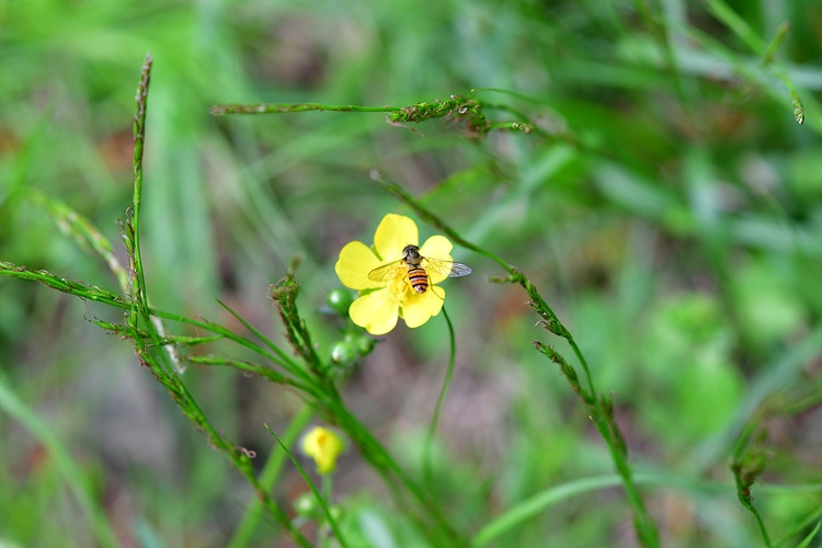 호리꽃등에  DSC_8596.jpg