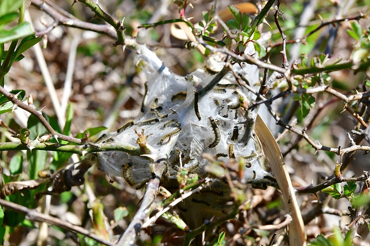 천막벌레나방 DSC_7133.jpg