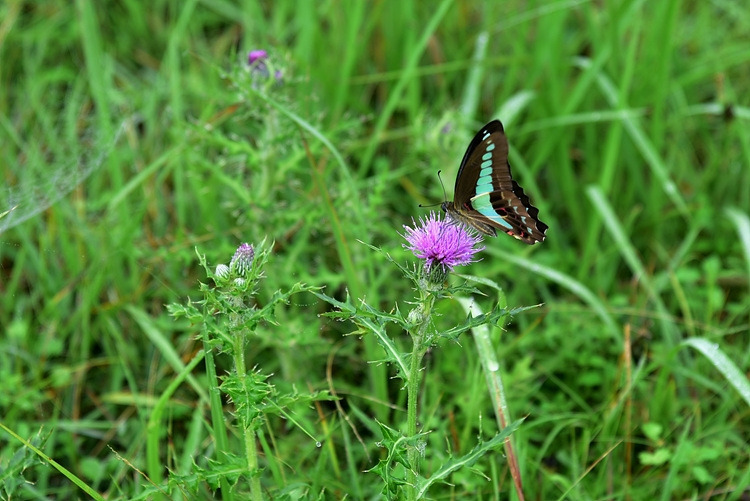 청띠제비나비 DSC_0738.jpg