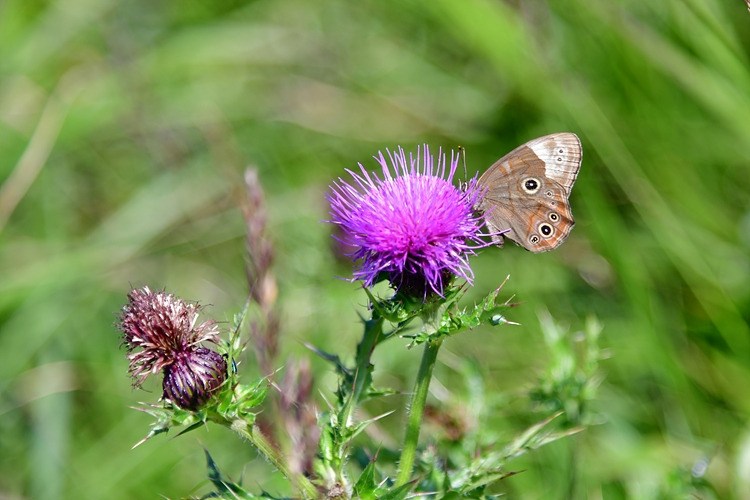 먹그늘나비   가시엉겅퀴 DSC_6220.jpg